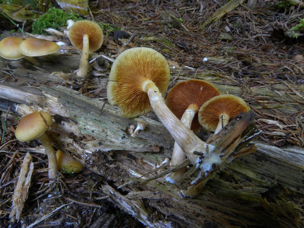 4) Fotogr.il 17.11.2012. sotto pineta marina con Leccio